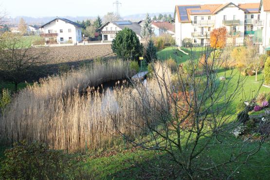 Schwimmteich